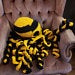 Cuddly House Kraken