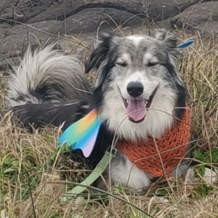 Pet Bandana